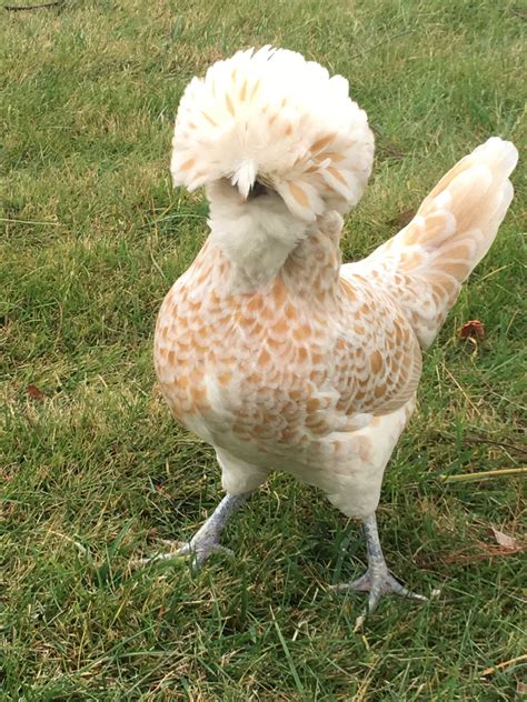 coolest looking chicken breeds